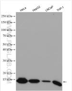 IFITM3 Antibody in Western Blot (WB)