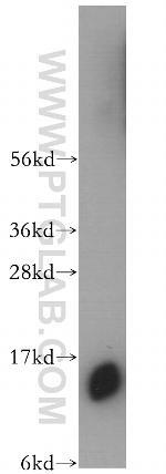 IFITM3 Antibody in Western Blot (WB)