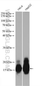 IFITM3 Antibody in Western Blot (WB)