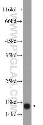 IFITM3 Antibody in Western Blot (WB)