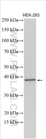 THOC3 Antibody in Western Blot (WB)