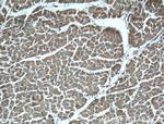 RHOD Antibody in Immunohistochemistry (Paraffin) (IHC (P))