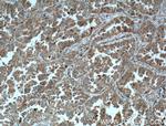 RHOD Antibody in Immunohistochemistry (Paraffin) (IHC (P))