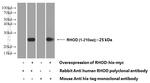 RHOD Antibody in Western Blot (WB)
