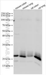RAB13 Antibody in Western Blot (WB)
