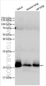RAB13 Antibody in Western Blot (WB)