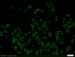 MNAT1 Antibody in Immunocytochemistry (ICC/IF)