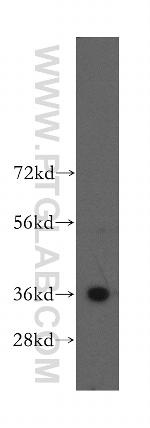 MNAT1 Antibody in Western Blot (WB)