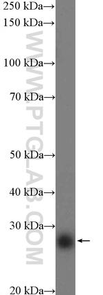 LIN28 Antibody in Western Blot (WB)