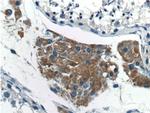 SPOCK2 Antibody in Immunohistochemistry (Paraffin) (IHC (P))