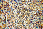 IFITM1 Antibody in Immunohistochemistry (Paraffin) (IHC (P))
