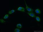 CHCHD1 Antibody in Immunocytochemistry (ICC/IF)