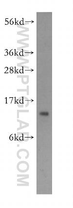 CHCHD1 Antibody in Western Blot (WB)