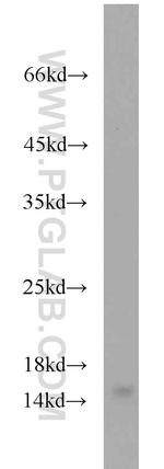 YPEL5 Antibody in Western Blot (WB)