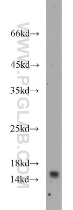 YPEL5 Antibody in Western Blot (WB)