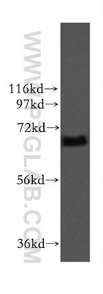 ITFG1 Antibody in Western Blot (WB)