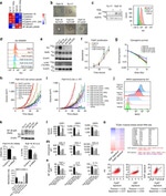 IFN gamma Antibody in Flow Cytometry (Flow)