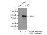 CUX1/Protein CASP Antibody in Immunoprecipitation (IP)
