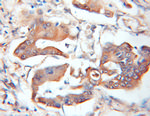 ASB8 Antibody in Immunohistochemistry (Paraffin) (IHC (P))