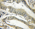 THOP1 Antibody in Immunohistochemistry (Paraffin) (IHC (P))