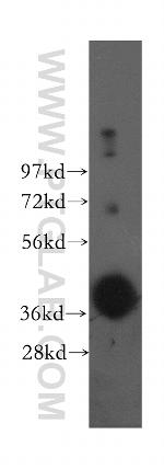 ASGR1 Antibody in Western Blot (WB)