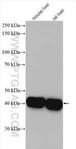 ASGR1 Antibody in Western Blot (WB)