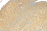 PKIA Antibody in Immunohistochemistry (Paraffin) (IHC (P))
