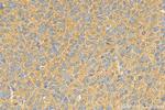 PKIA Antibody in Immunohistochemistry (Paraffin) (IHC (P))