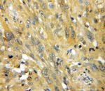 CACYBP Antibody in Immunohistochemistry (Paraffin) (IHC (P))