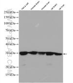 CACYBP Antibody in Western Blot (WB)