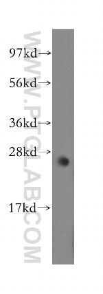 MYF6 Antibody in Western Blot (WB)