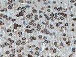 FKBP3 Antibody in Immunohistochemistry (Paraffin) (IHC (P))