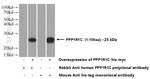 PPP1R1C Antibody in Western Blot (WB)