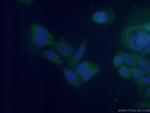 NUDCD3 Antibody in Immunocytochemistry (ICC/IF)