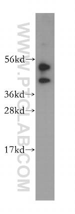 NUDCD3 Antibody in Western Blot (WB)