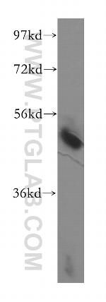 NUDCD3 Antibody in Western Blot (WB)