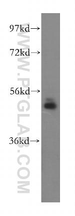 NUDCD3 Antibody in Western Blot (WB)