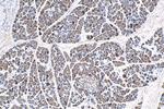 CLPS Antibody in Immunohistochemistry (Paraffin) (IHC (P))