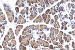 CLPS Antibody in Immunohistochemistry (Paraffin) (IHC (P))
