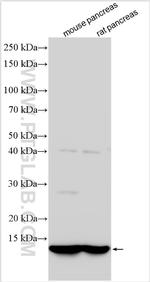 CLPS Antibody in Western Blot (WB)