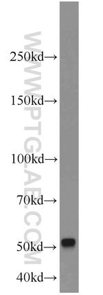 SEPT8 Antibody in Western Blot (WB)