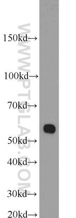 SEPT8 Antibody in Western Blot (WB)