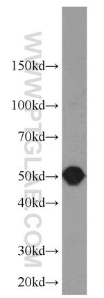 SEPT8 Antibody in Western Blot (WB)