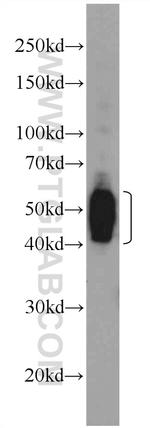 SEPT8 Antibody in Western Blot (WB)