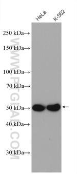 SEPT8 Antibody in Western Blot (WB)