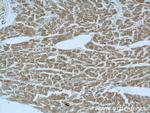 ITLN1 Antibody in Immunohistochemistry (Paraffin) (IHC (P))