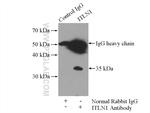 ITLN1 Antibody in Immunoprecipitation (IP)