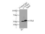 CYP4B1 Antibody in Immunoprecipitation (IP)