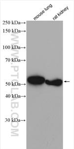 CYP4B1 Antibody in Western Blot (WB)