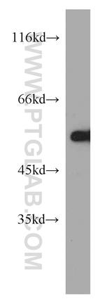CYP4B1 Antibody in Western Blot (WB)